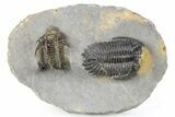 Spiny Comura Trilobite With Hollardops - Ofaten, Morocco #254070-2